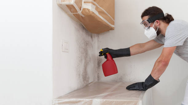 Professional Basement Mold Remediation technician working in Bayport, NY